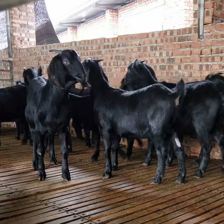 黑山羊 黑山羊繁殖基地 三友 黑山羊圈养 求购黑山羊 长期供应3