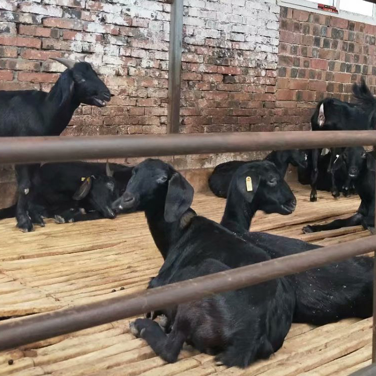 黑山羊 黑山羊繁殖基地 三友 黑山羊圈养 求购黑山羊 长期供应