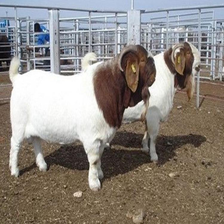 价格优 三友 波尔山羊种母羊出售 大量供应波尔山羊羊苗 供应多品种波尔山羊 波尔山羊6