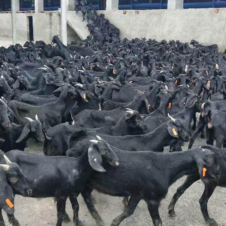 黑山羊 黑山羊繁殖基地 三友 黑山羊圈养 求购黑山羊 长期供应1