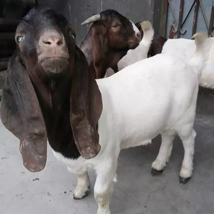价格优 三友 波尔山羊种母羊出售 大量供应波尔山羊羊苗 供应多品种波尔山羊 波尔山羊9