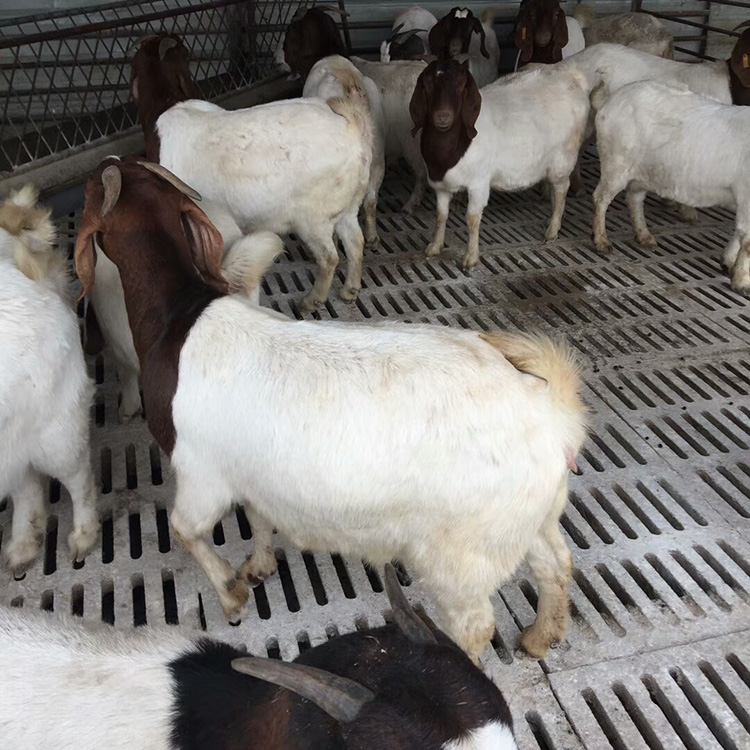 价格优 三友 波尔山羊种母羊出售 大量供应波尔山羊羊苗 供应多品种波尔山羊 波尔山羊8
