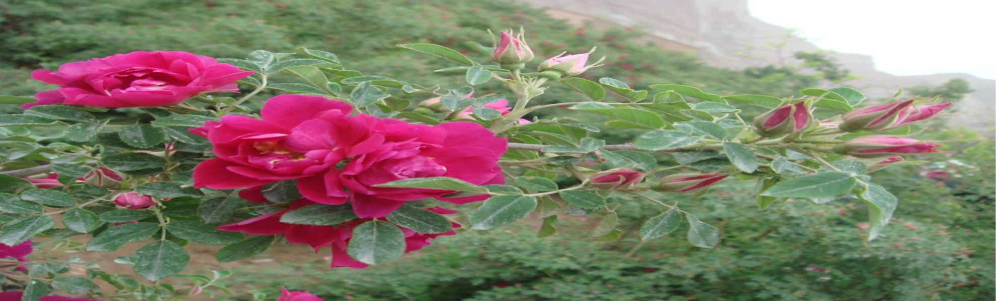 一、二年生花卉 平阴玫瑰研究所专供中天玫瑰苗