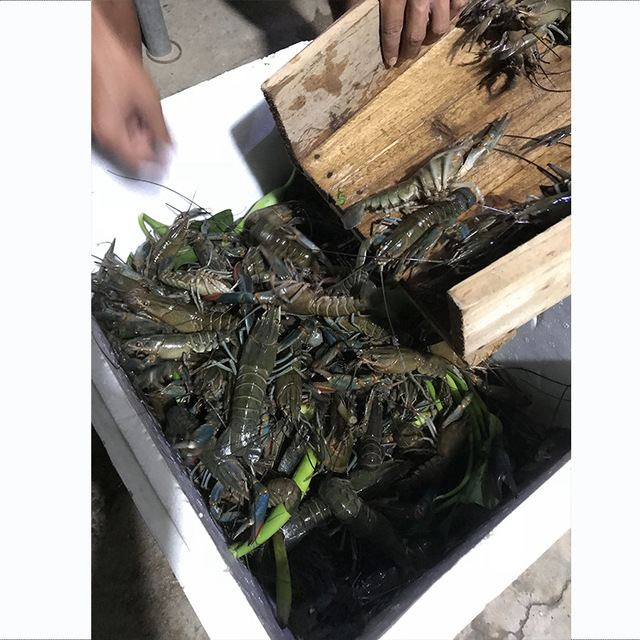 鲜活澳洲淡水龙虾 养殖户直供 新鲜购 淡水小龙虾苗 蓝色龙虾3