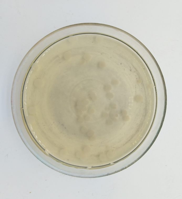 菌乐 乳酸菌冻干粉 益生菌 青春双歧杆菌 食品级菌粉供应1