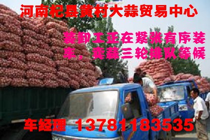 拔米蒜 河南杞县黄村大蒜贸易中心大量供应印尼蒜1