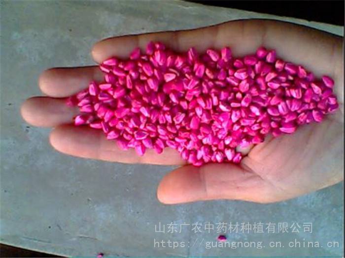 矿物原药材 红花种子菏泽红花专家菏泽红花种植红花种植专家1