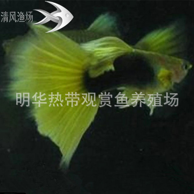 优质 淡水小型孔雀鱼 黄礼服热带观赏鱼 热带观赏鱼批发1