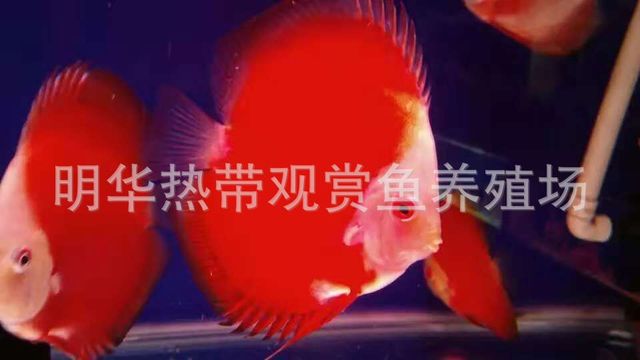 热带观赏鱼红盖子 异形鱼活体热带观赏养殖批发1
