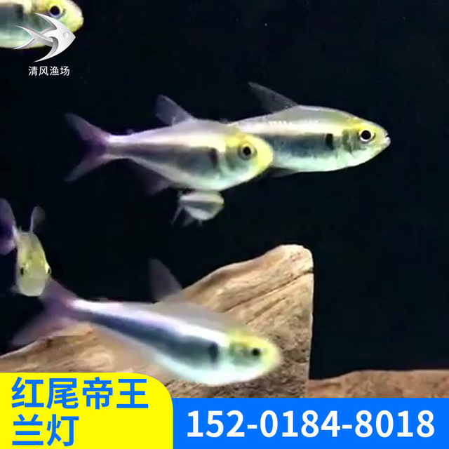 红尾帝王兰灯 活体热带淡水观赏鱼 出售小型活体鱼红尾帝王兰灯