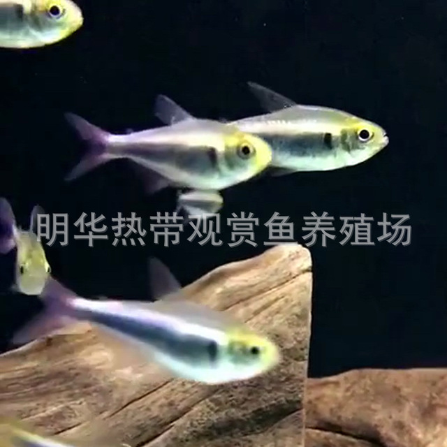 红尾帝王兰灯 活体热带淡水观赏鱼 出售小型活体鱼红尾帝王兰灯1