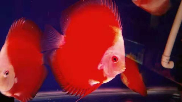 热带观赏鱼红盖子 异形鱼活体热带观赏养殖批发2