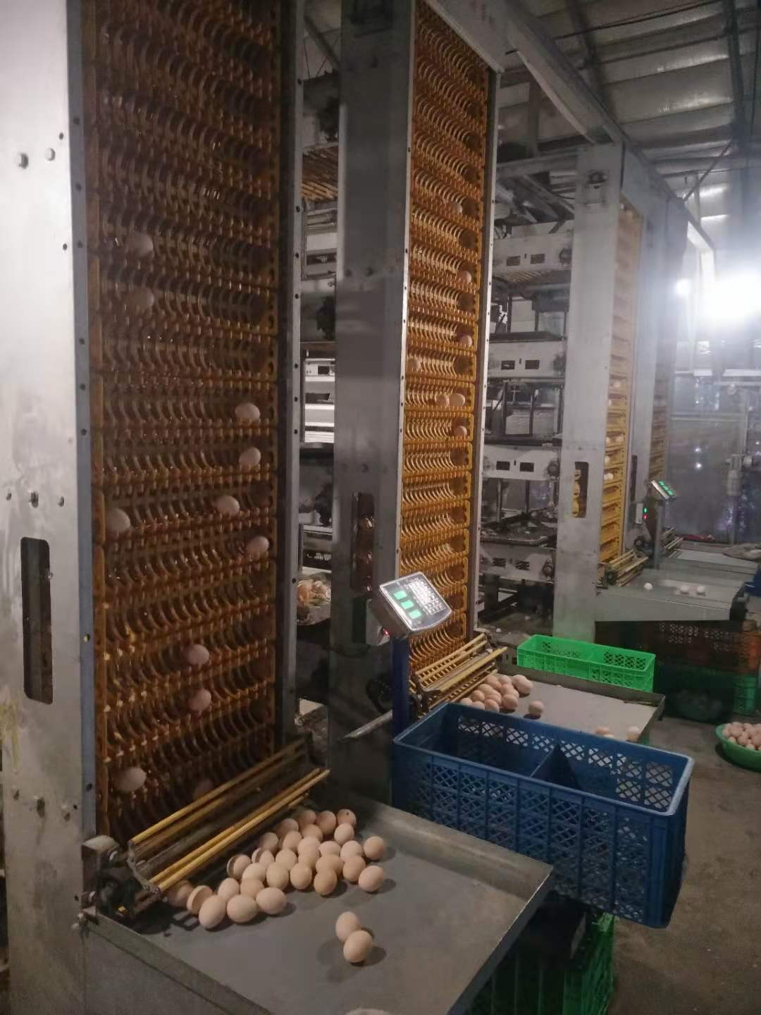自动捡蛋机 信必达 捡蛋多层捡蛋集蛋系统 畜牧养殖机械设备1