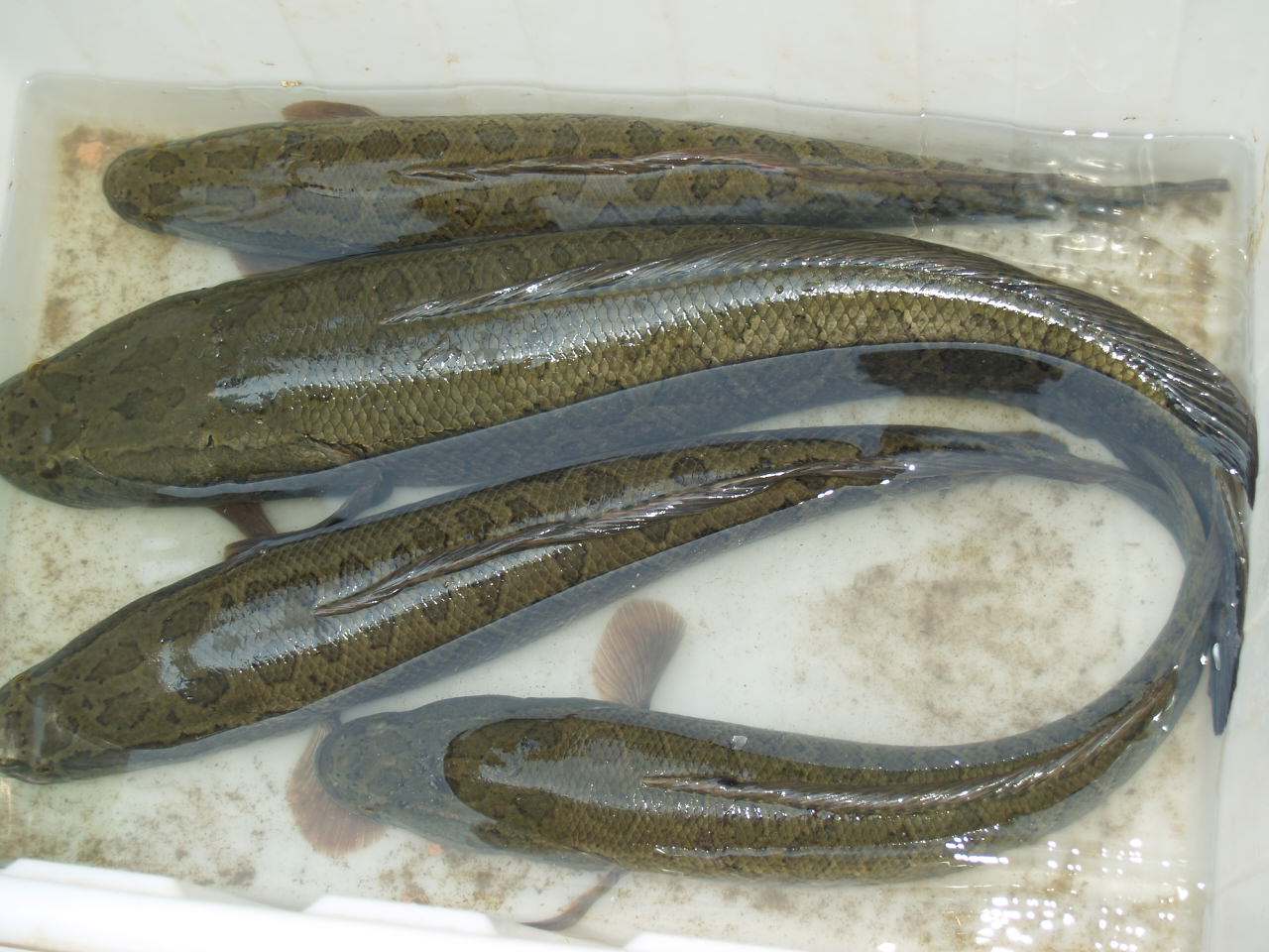 杂交黑鱼苗 大量出售 品财 提供技术指导 水产养殖杂交黑鱼苗2