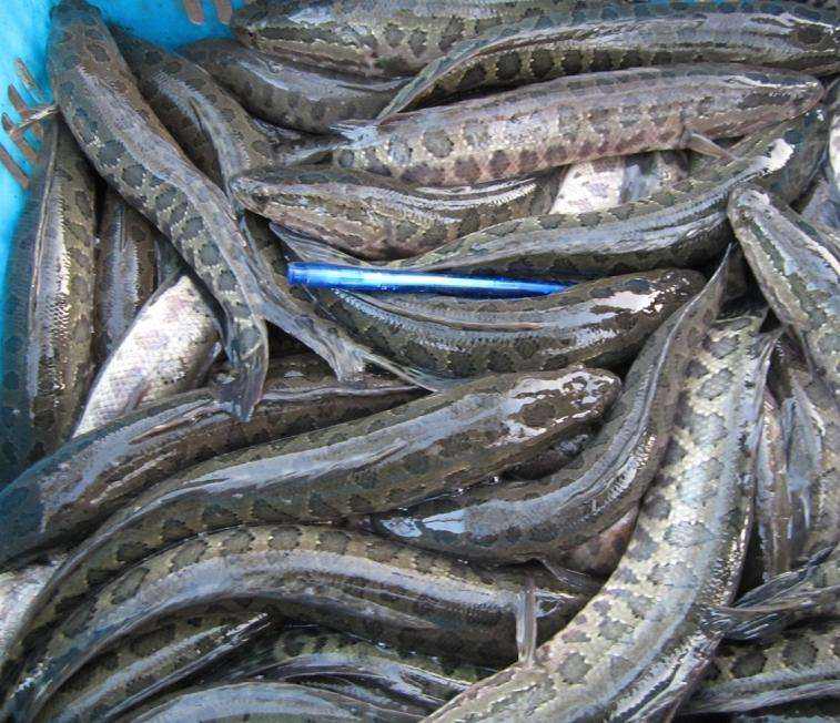 杂交黑鱼苗 品财 生鱼苗 动物种苗 提供技术指导 大量出售5