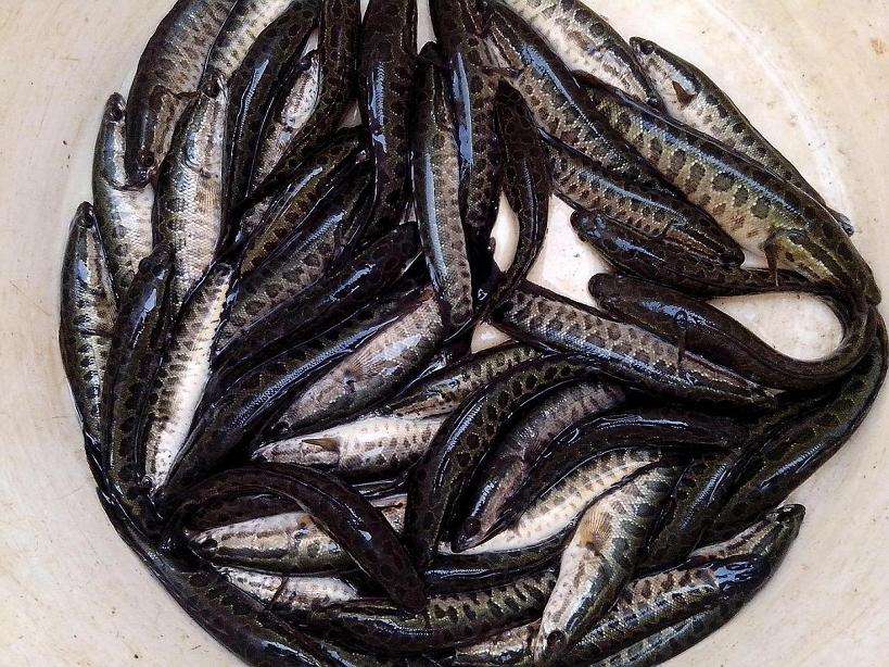 动物种苗 黑鱼苗 成活率高 品财 养殖黑鱼苗 物美价廉