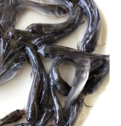动物种苗 黑鱼苗 成活率高 品财 养殖黑鱼苗 物美价廉2