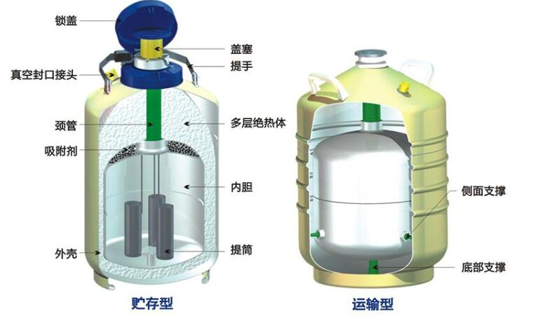 众鑫邦 储罐 不锈钢液氮生物容器 液氮生物容器厂家 型号齐全2