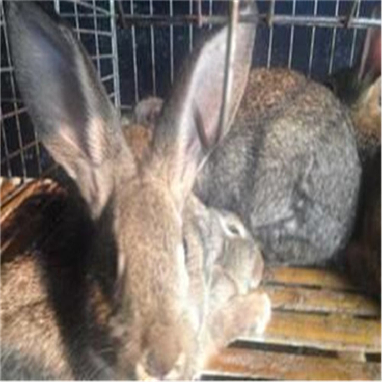 散养野兔养殖好项目 窝建造图野兔散养 动物种苗2