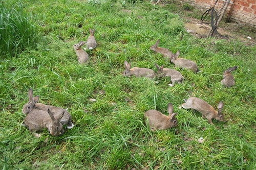 野兔养殖场 特种兽畜 杂交野兔价格2