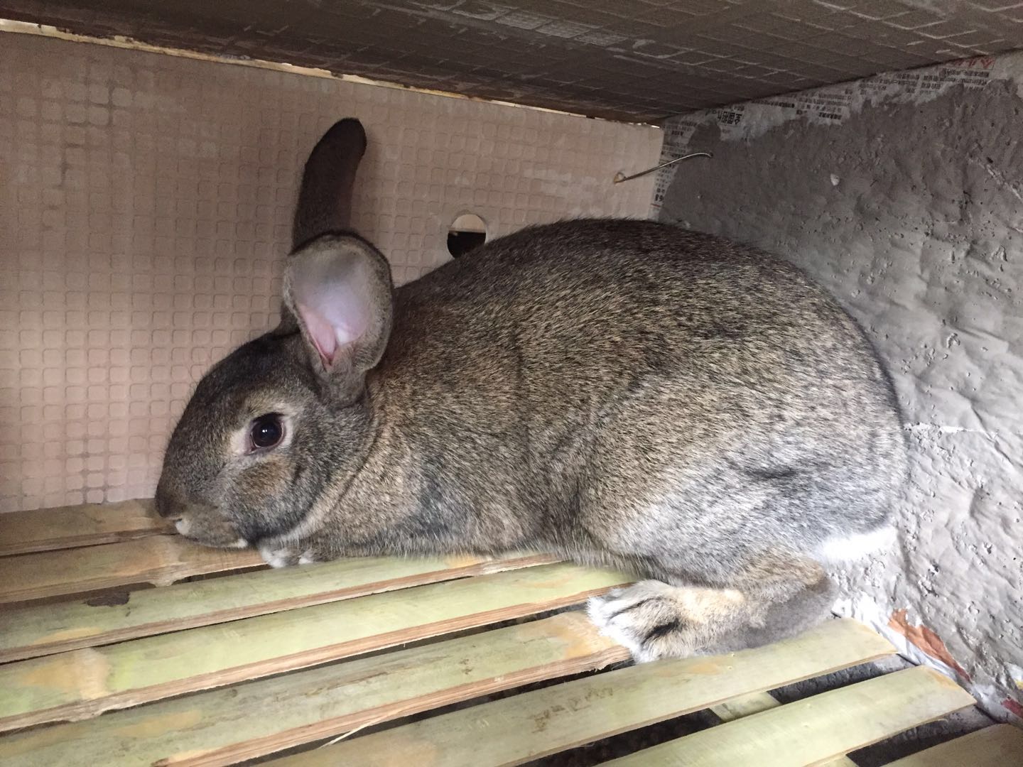特种兽畜 杂交野兔养殖场引进伊拉兔2