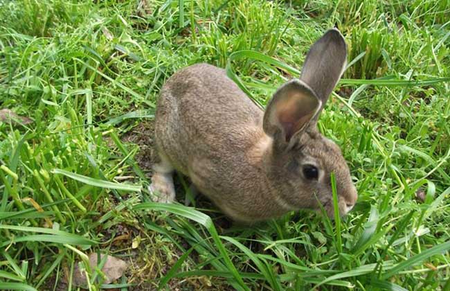野兔养殖场 特种兽畜 杂交野兔价格4