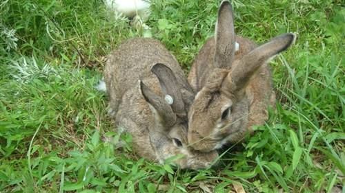 农村养殖杂交野兔优势 特种兽畜4