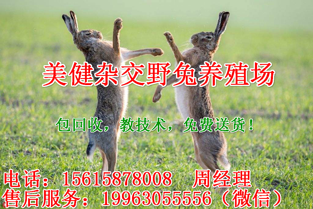 农村养殖杂交野兔优势 特种兽畜6