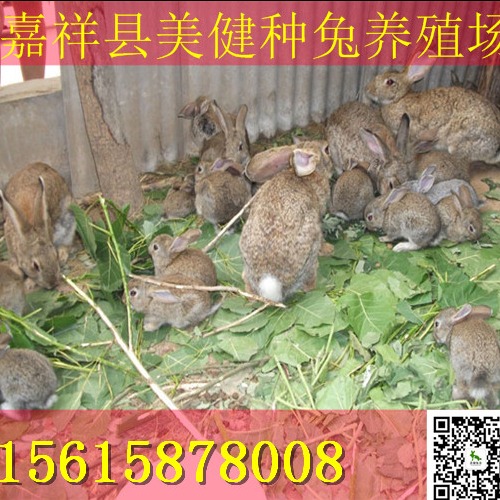 特种兽畜 杂交野兔养殖场引进伊拉兔1