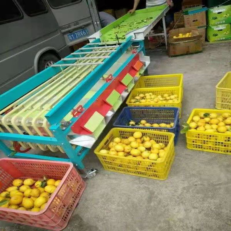 动工机械桃子分级机 果蔬加工设备 三华李分级机皮带式果蔬分选机7
