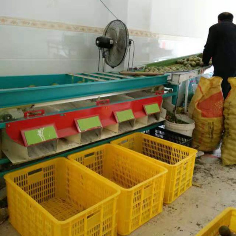 动工机械桃子分级机 果蔬加工设备 三华李分级机皮带式果蔬分选机6