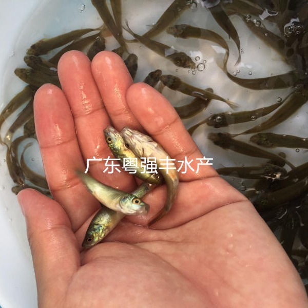 广东淡水丁桂鱼苗供应 各种鱼苗供应 淡水鱼类出售 粤强丰水产