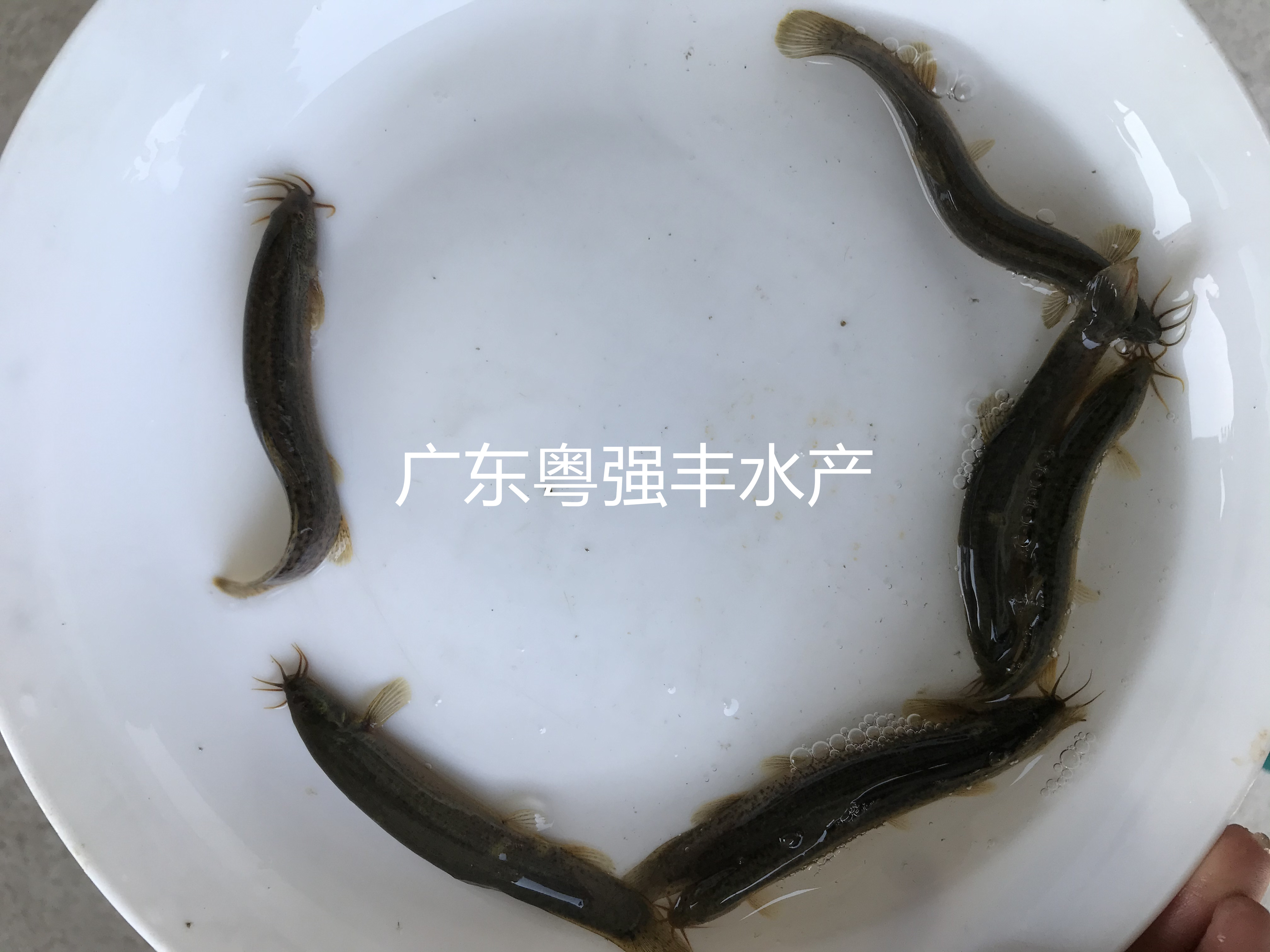 鲜活鱼类 5-6cm泥鳅鱼苗批发2