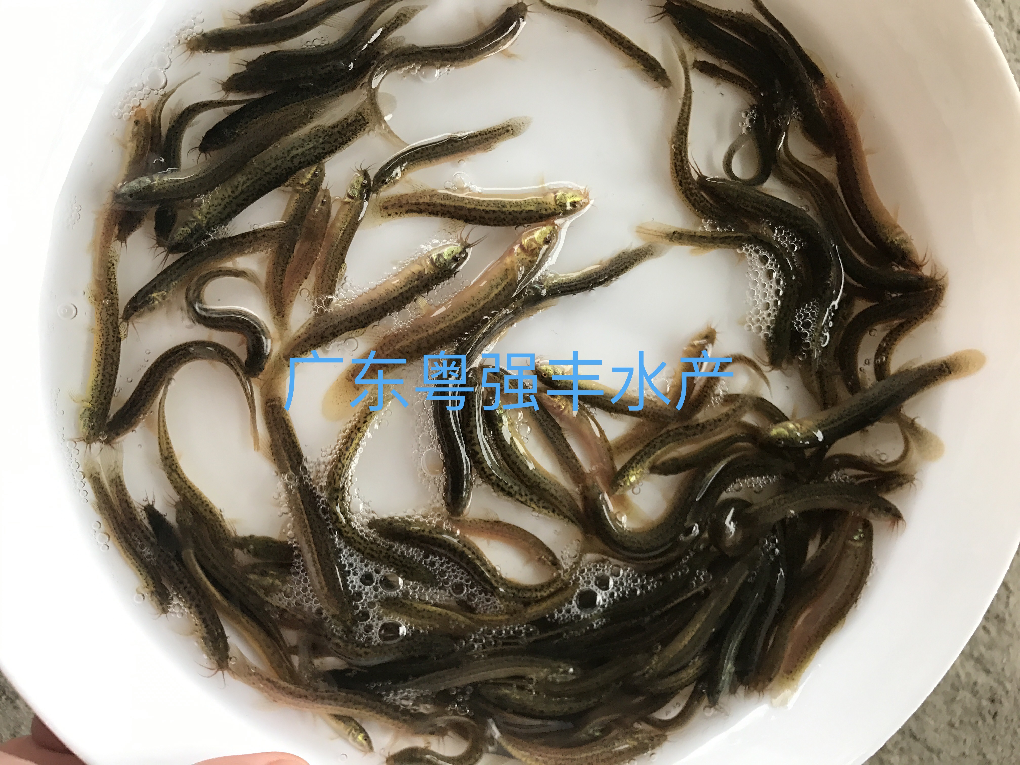 鲜活鱼类 5-6cm泥鳅鱼苗批发5