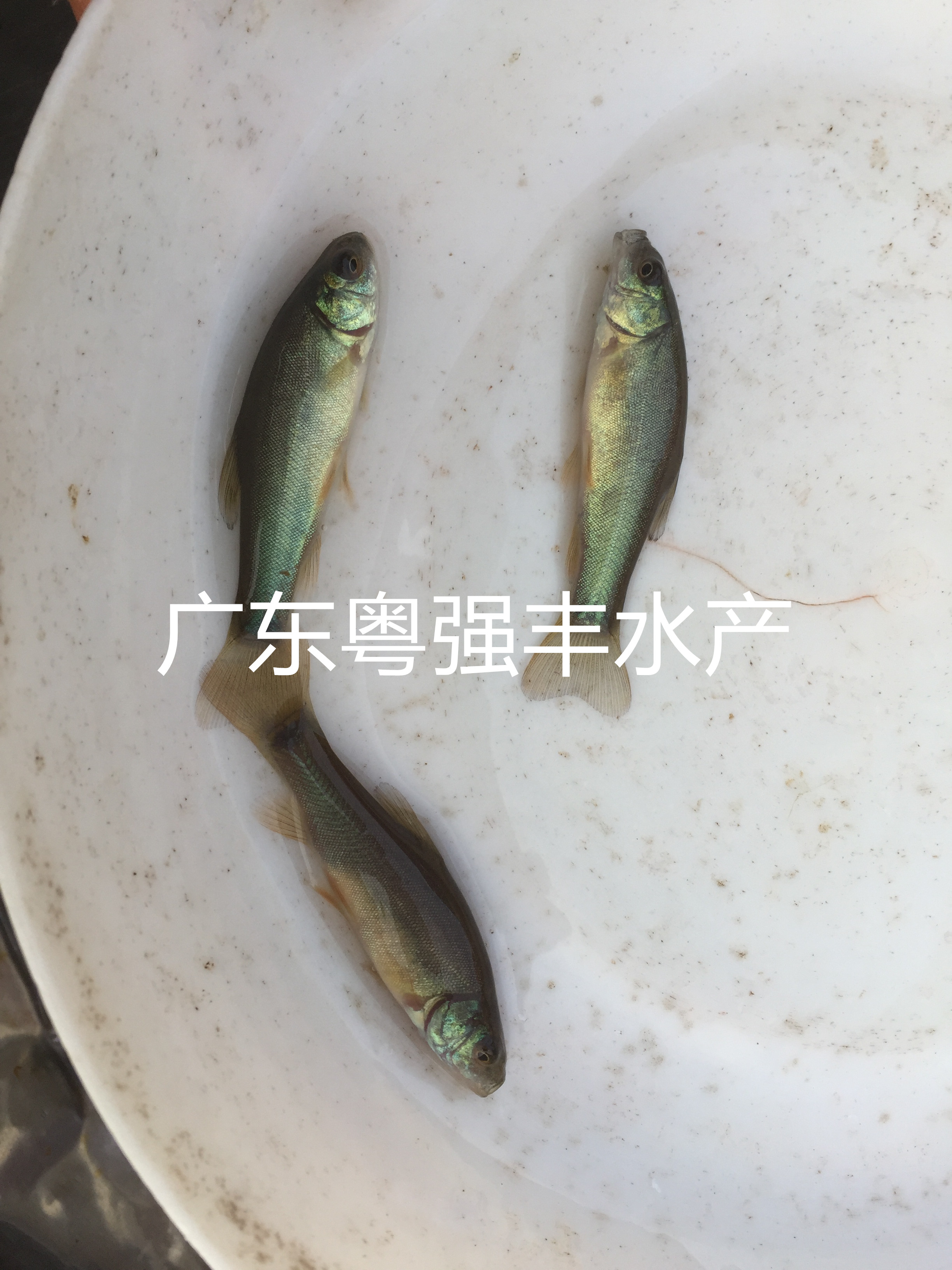 广东淡水丁桂鱼苗供应 各种鱼苗供应 淡水鱼类出售 粤强丰水产2