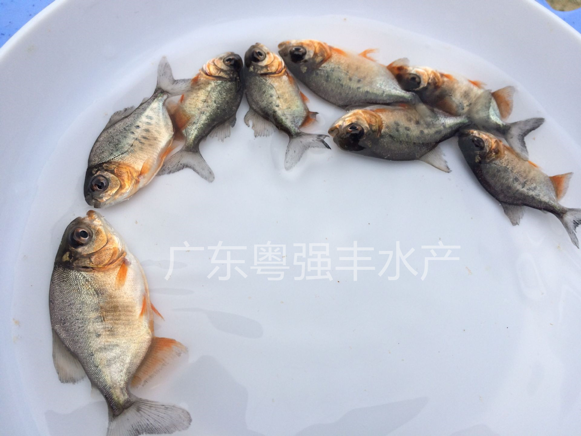 广东淡水白鲳鱼苗批发 鲜活鱼类3