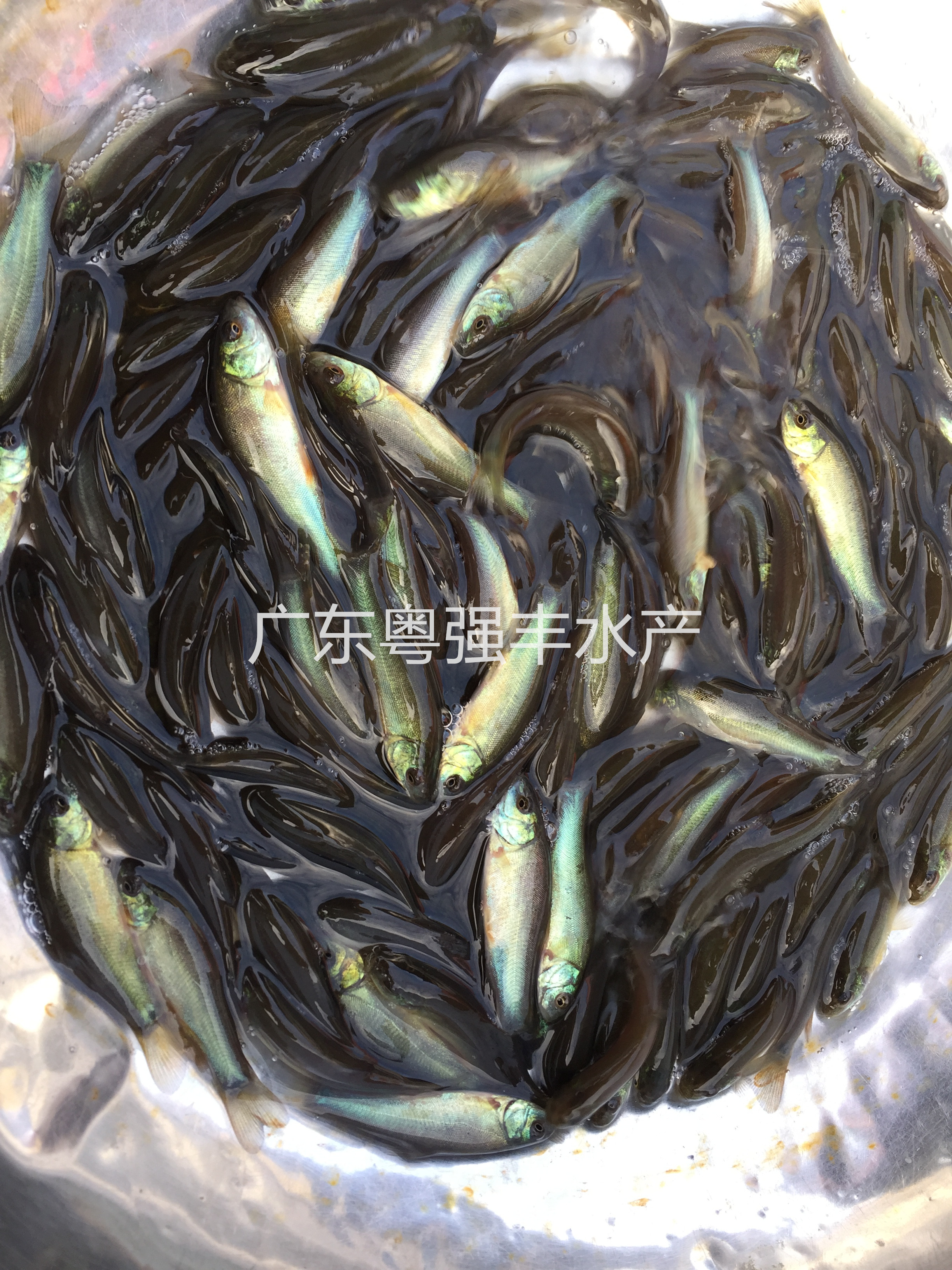 广东淡水丁桂鱼苗供应 各种鱼苗供应 淡水鱼类出售 粤强丰水产4