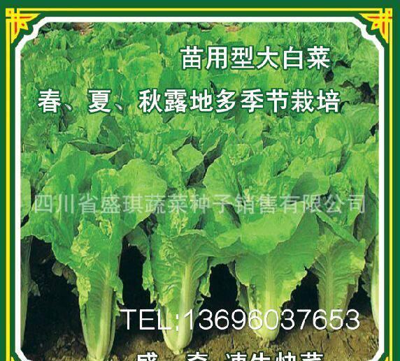 春秋型绿圆霸菠菜种子 绿霸王杂交一代菠菜种子 优质菠菜种子3