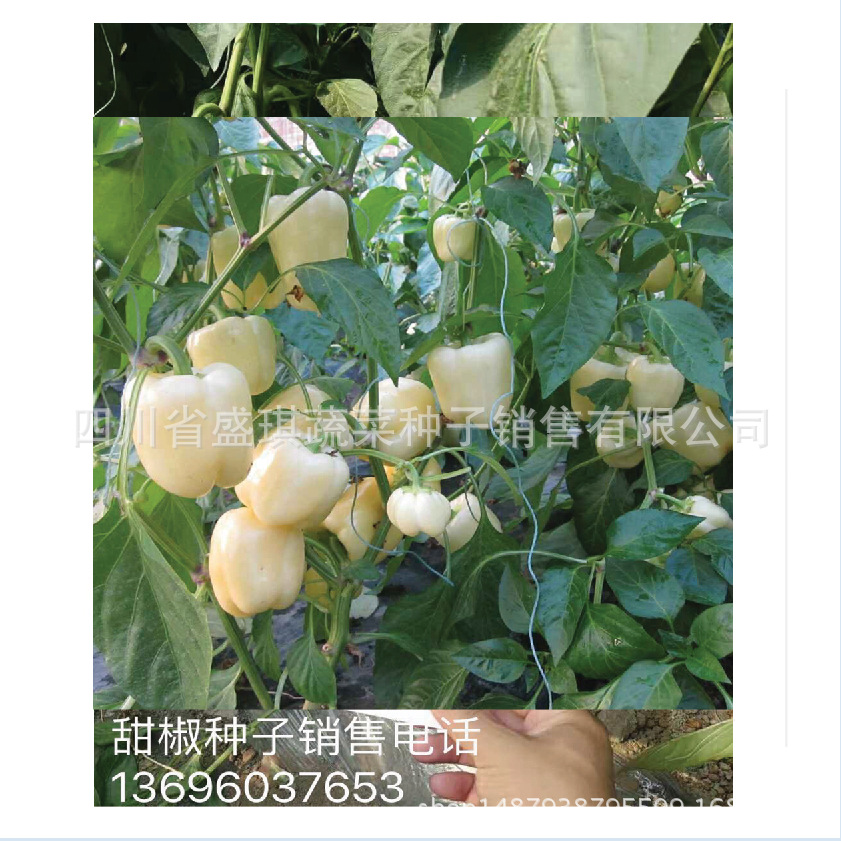 乳白色甜椒种子 特色辣椒种子批发 白色甜椒种子 方形甜椒种子2