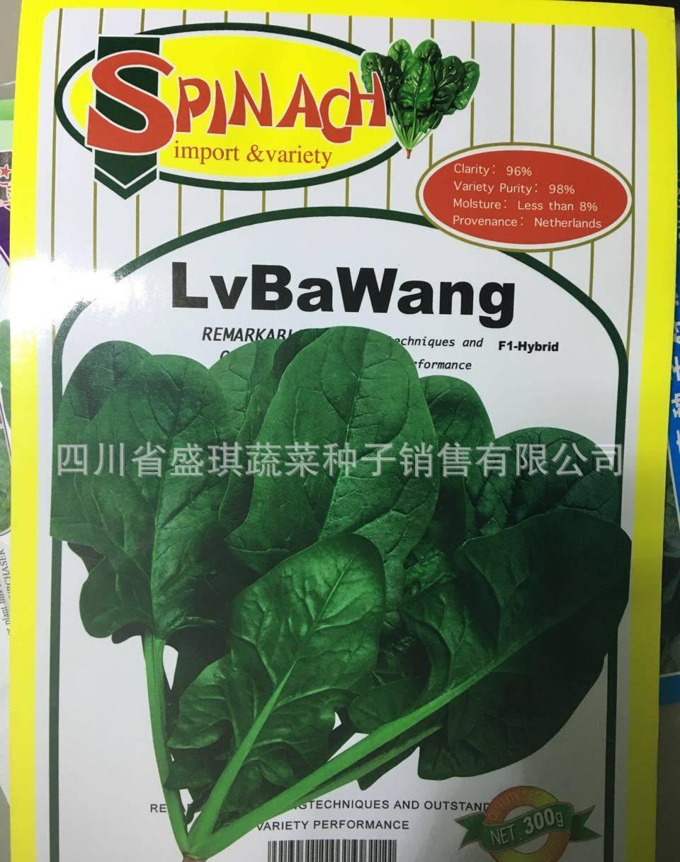春秋型绿圆霸菠菜种子 绿霸王杂交一代菠菜种子 优质菠菜种子4
