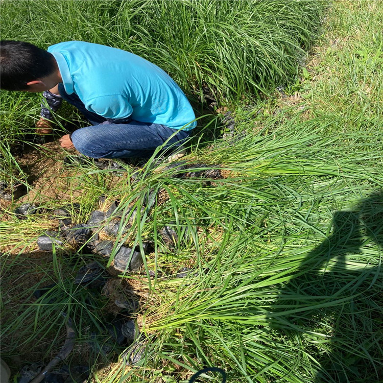 綠籬 紫穗狼尾草幼苗批發 紫穗狼尾草種植基地 紫穗狼尾草基地3