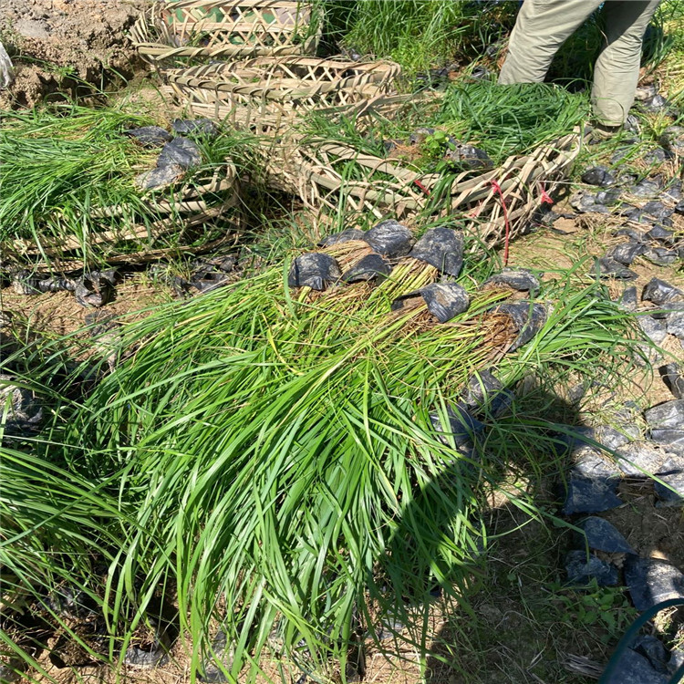 绿篱 紫穗狼尾草幼苗批发 紫穗狼尾草种植基地 紫穗狼尾草基地1