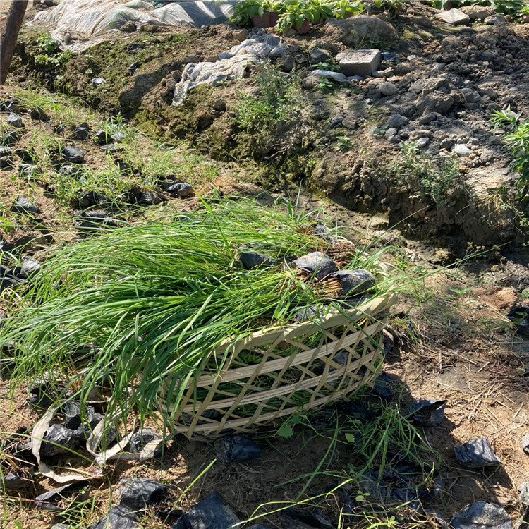 綠籬 紫穗狼尾草幼苗批發 紫穗狼尾草種植基地 紫穗狼尾草基地2