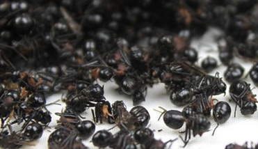 药食同源 大黑蚂蚁价格 野生黑蚂蚁 黑蚂蚁厂家批发1