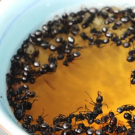 药食同源 大黑蚂蚁价格 野生黑蚂蚁 黑蚂蚁厂家批发2