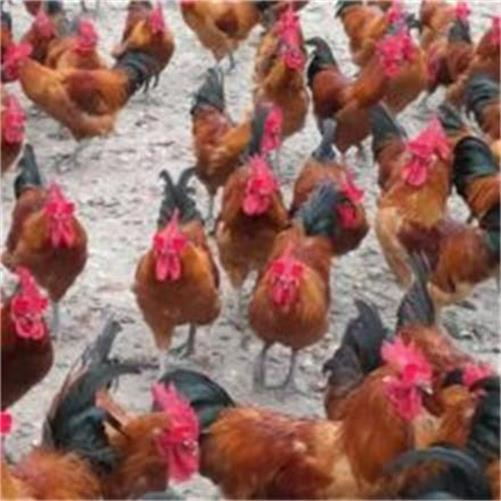 红瑶公鸡养殖----山东红羽系列公鸡养殖 动物种苗2