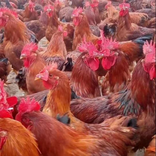 红玉鸡苗孵化产地-----山东红羽系列鸡苗厂家批发 动物种苗
