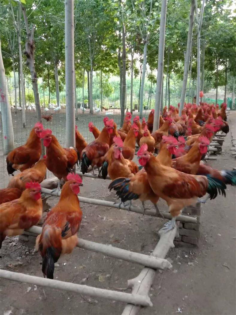 红瑶公鸡养殖----山东红羽系列公鸡养殖 动物种苗1