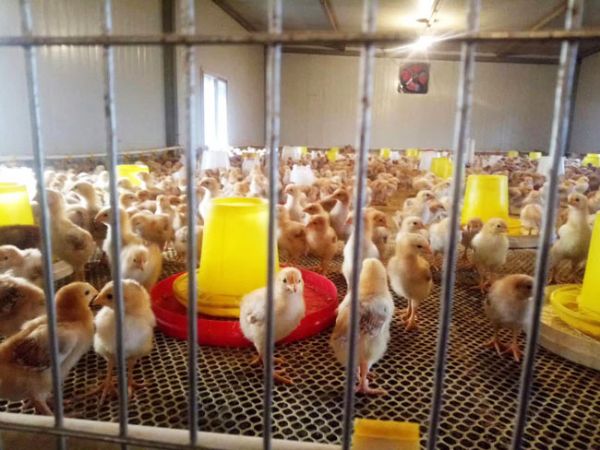 红玉鸡苗孵化产地-----山东红羽系列鸡苗厂家批发 动物种苗3