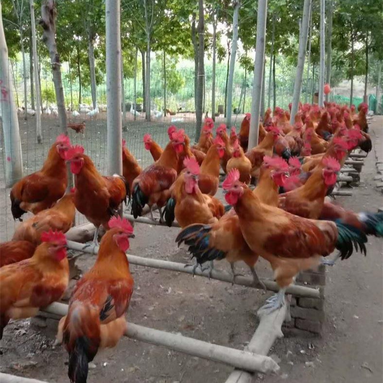红瑶公鸡养殖----山东红羽系列公鸡养殖 动物种苗